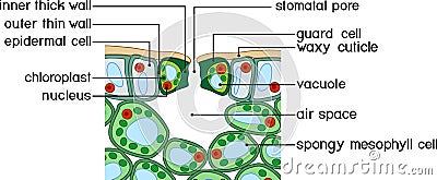 Section view of stomate and plant leaf structure. Vector Illustration